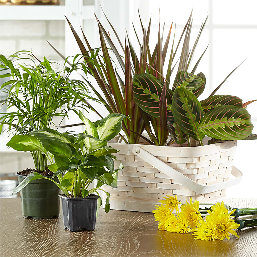 Florist Designed Blooming and Green Plants in a Basket – Towne Florist, Lumberton NC