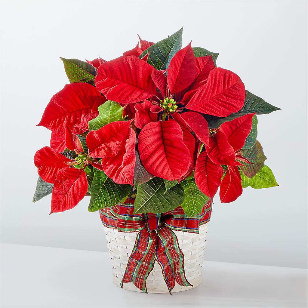 Happiest Holidays Poinsettia – Towne Florist, Lumberton NC