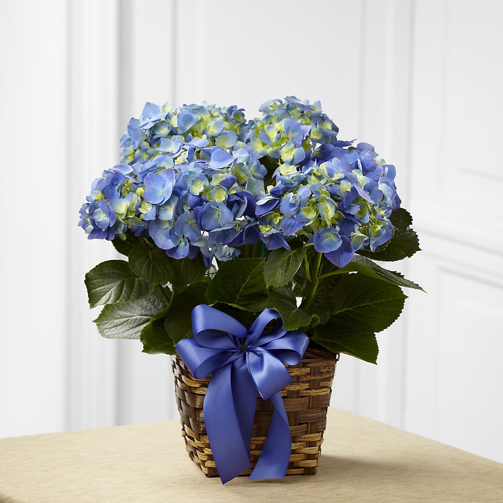 Blue Hydrangea Planter – Towne Florist, Lumberton NC