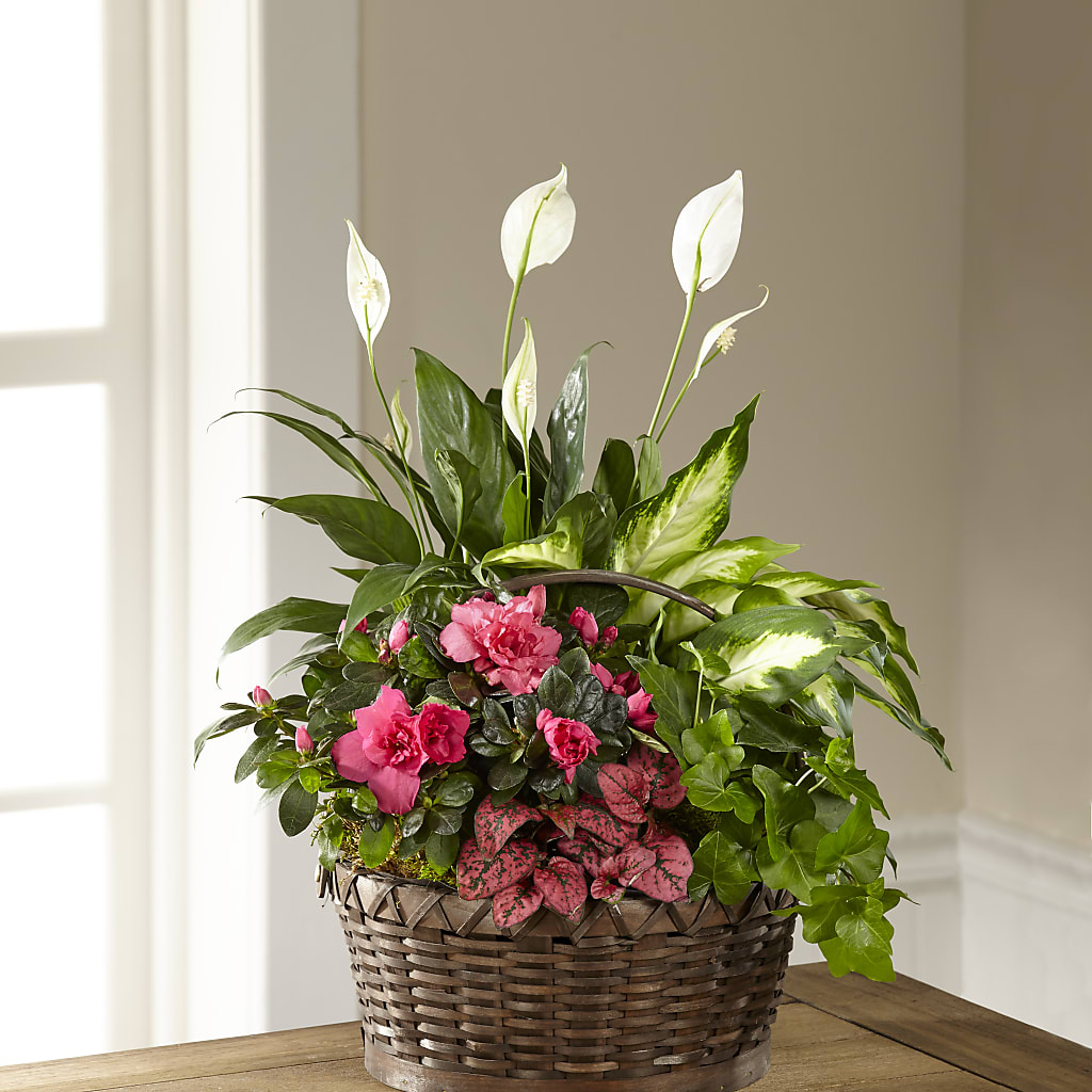 Dream in Pink Dishgarden – Towne Florist, Lumberton NC