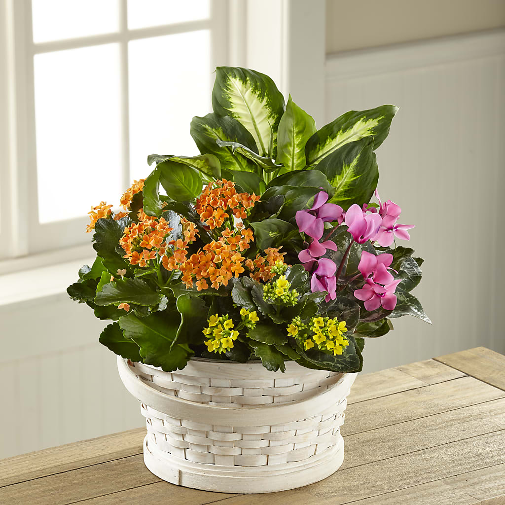 Color Crush Dishgarden – Towne Florist, Lumberton NC