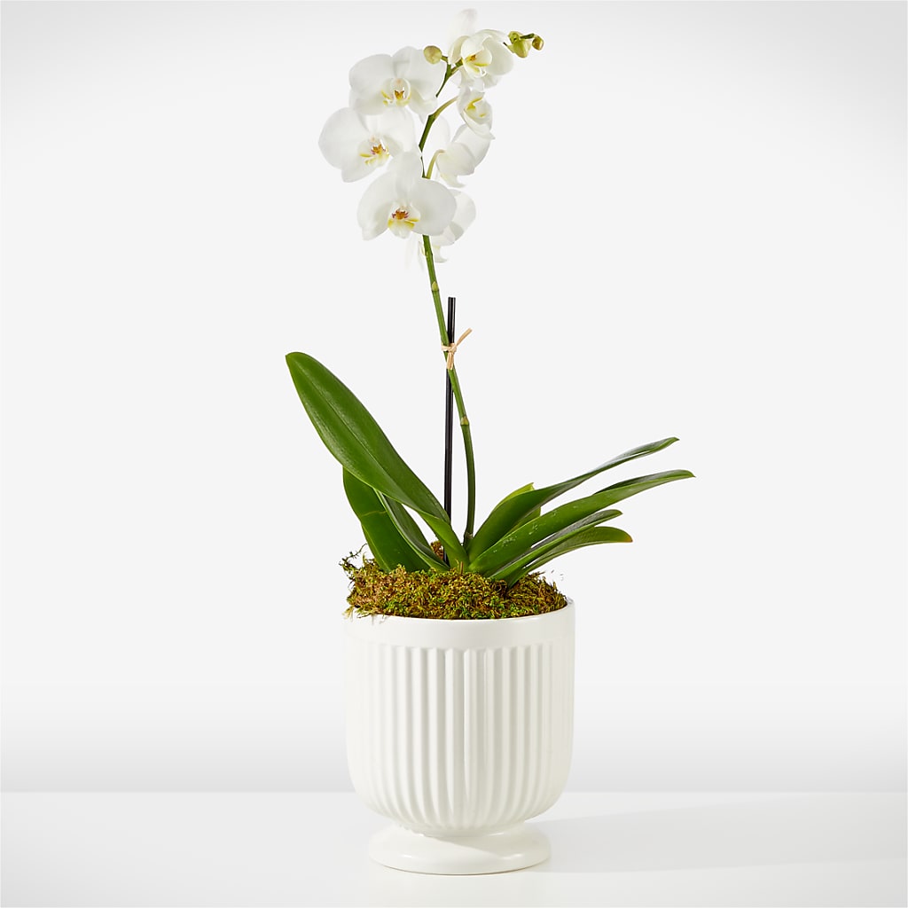 Whispering White Orchid – Towne Florist, Lumberton NC