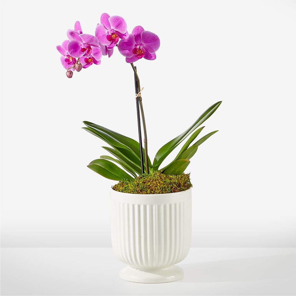 Friendly Fuchsia Orchid – Towne Florist, Lumberton NC