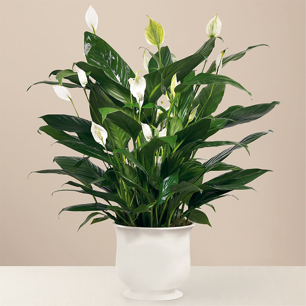 Comfort Planter – Towne Florist, Lumberton NC