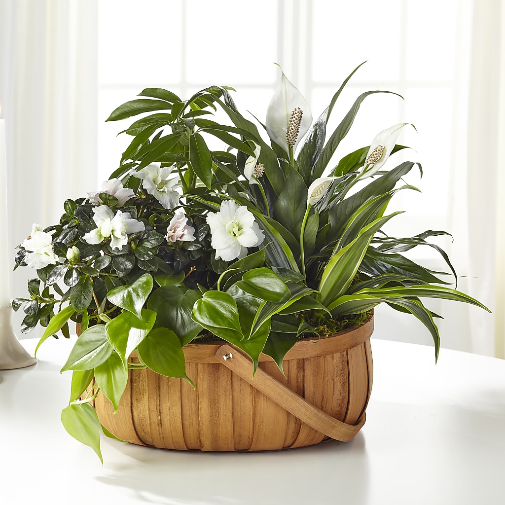 Serene Dishgarden – Towne Florist, Lumberton NC