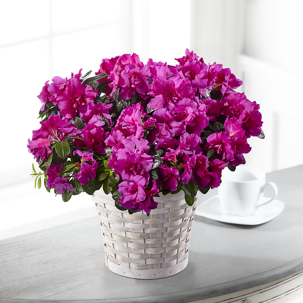 Hope & Serenity Azalea Plant – Towne Florist, Lumberton NC