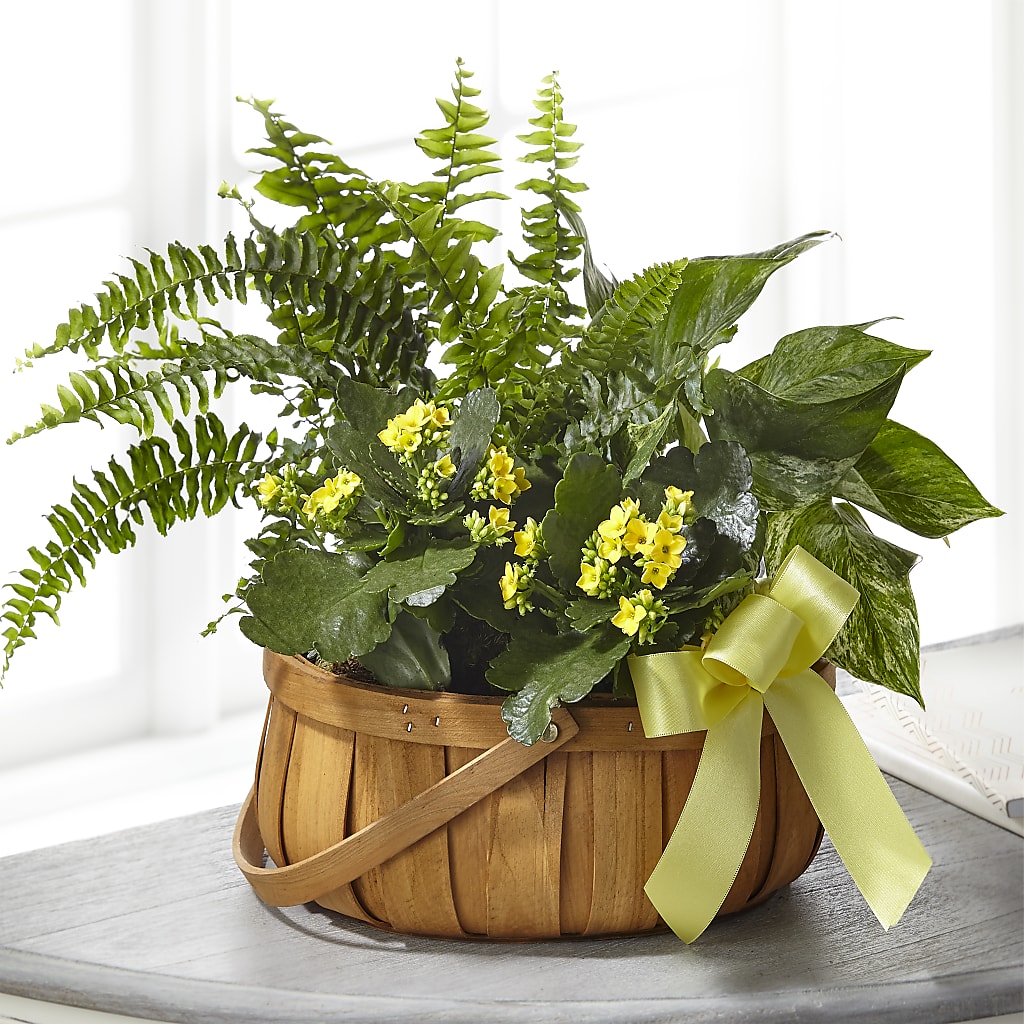 Always Dear Dishgarden – Towne Florist, Lumberton NC