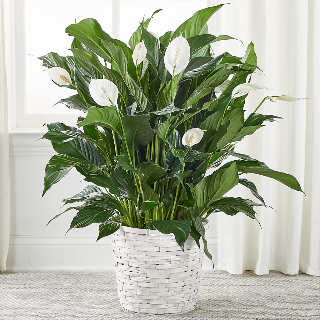 A New Leaf Peace Lily – Towne Florist, Lumberton NC
