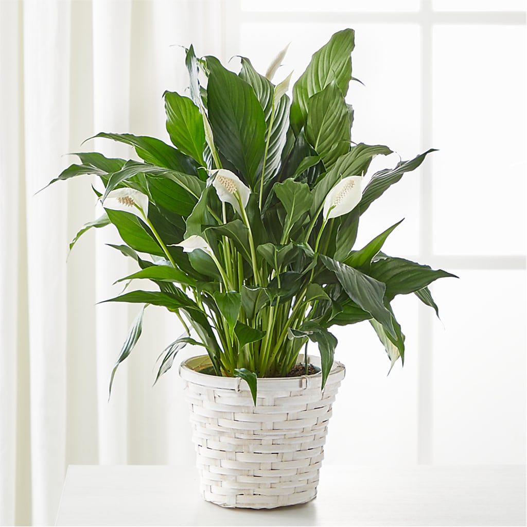 A New Leaf Peace Lily – Towne Florist, Lumberton NC