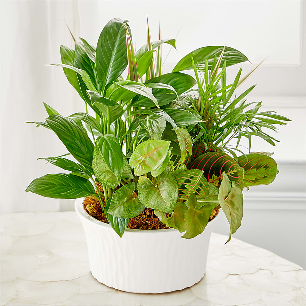 Balance & Harmony Dishgarden – Towne Florist, Lumberton NC