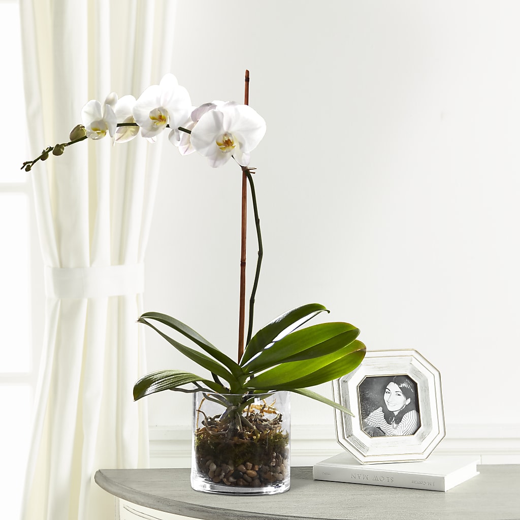 White Orchid Planter – Towne Florist, Lumberton NC