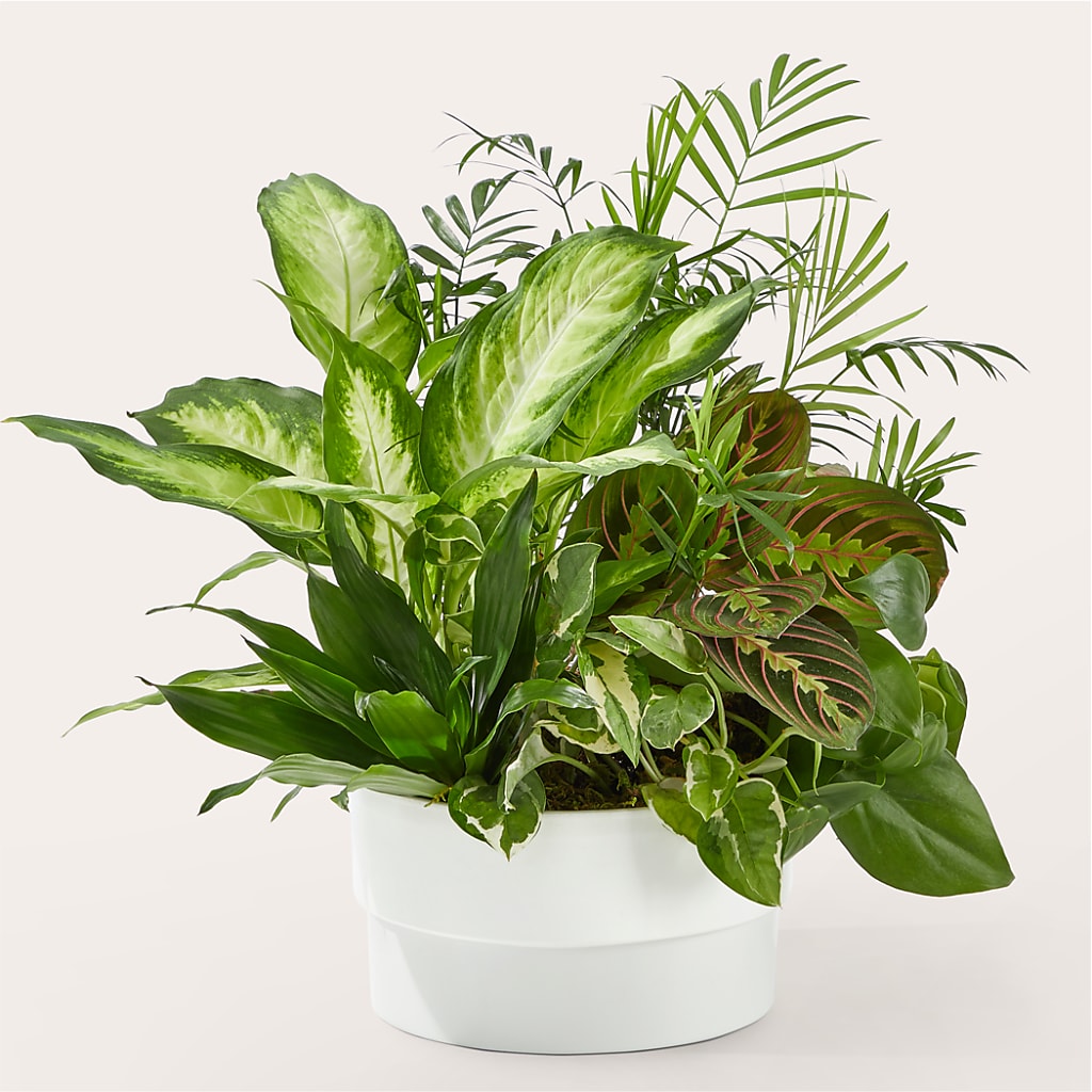 Radiating Positivity Dishgarden – Towne Florist, Lumberton NC