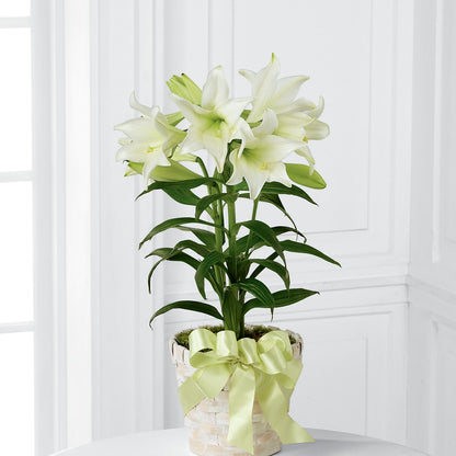 Easter Lily Plant –  Towne Florist, Lumberton NC