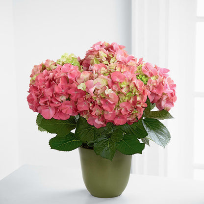 Pink Hydrangea Planter –  Towne Florist, Lumberton NC