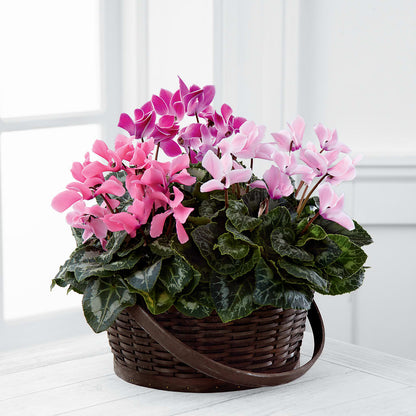 Mixed Cyclamen Planter –  Towne Florist, Lumberton NC