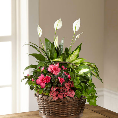 Dream in Pink Dishgarden –  Towne Florist, Lumberton NC