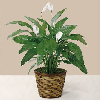 Tranquil Moments Peace Lily Plant –  Towne Florist, Lumberton NC