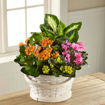 Color Crush Dishgarden –  Towne Florist, Lumberton NC