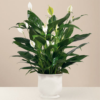 Comfort Planter –  Towne Florist, Lumberton NC