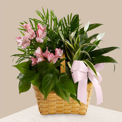 Living Spirit Dishgarden –  Towne Florist, Lumberton NC