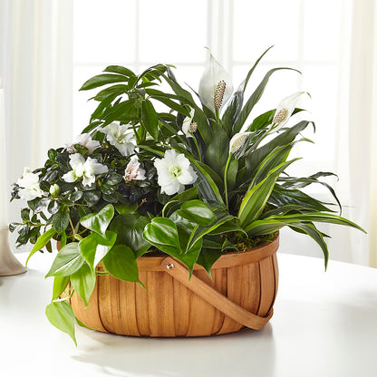 Serene Dishgarden –  Towne Florist, Lumberton NC