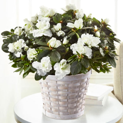 White Azalea Plant –  Towne Florist, Lumberton NC
