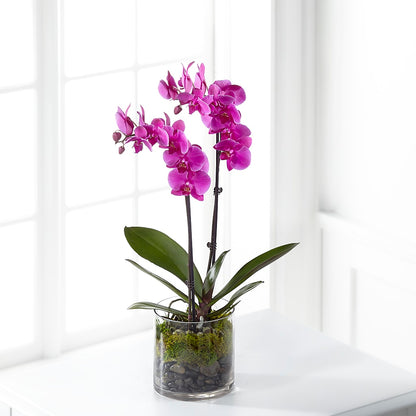 Pink Orchid Plant –  Towne Florist, Lumberton NC