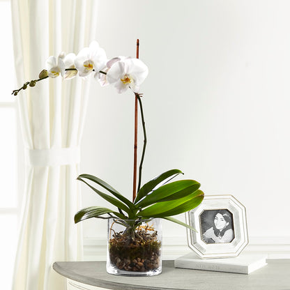 White Orchid Planter –  Towne Florist, Lumberton NC